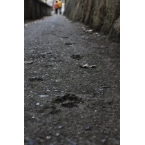 猫の細道