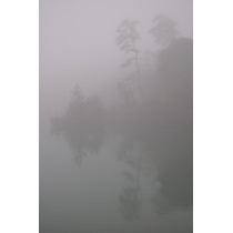 霧に包まれた八注池