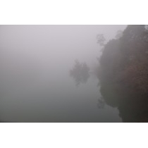 霧に包まれた八注池
