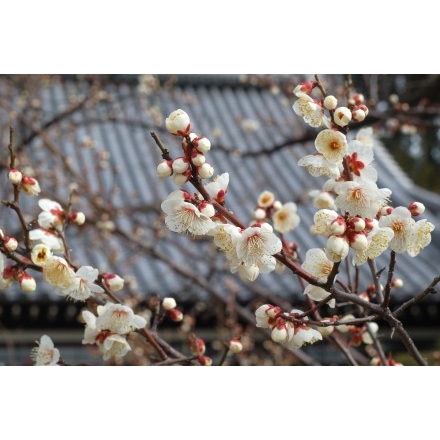 大山寺の梅の花