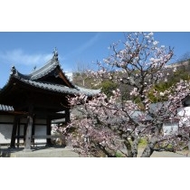 持光寺の梅