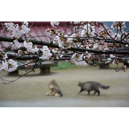 春の千光寺公園