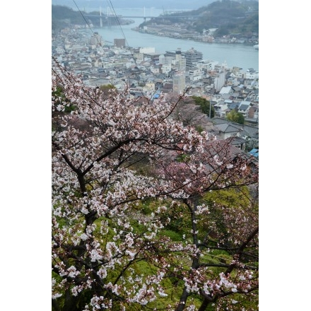 春の千光寺公園から見る風景