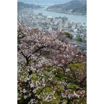春の千光寺公園から見る風景