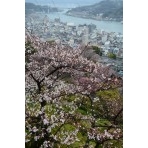 春の千光寺公園から見る風景