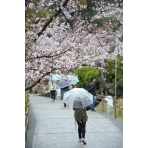 春の千光寺公園