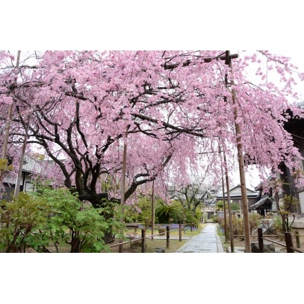 天寧寺の枝垂桜