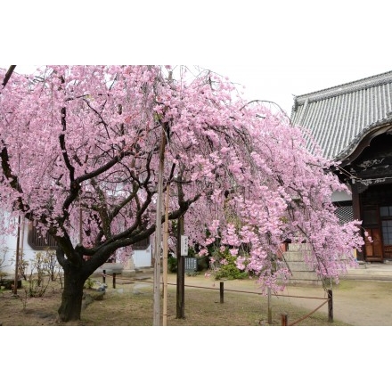 天寧寺の枝垂桜