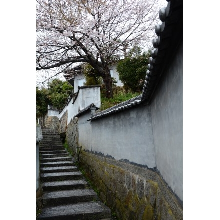 天寧寺坂に咲く桜