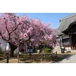 天寧寺の枝垂桜