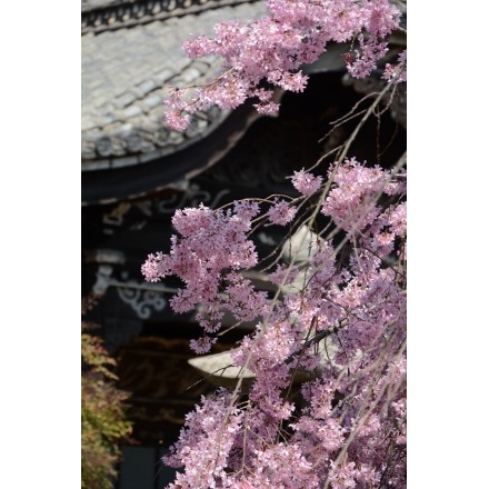 天寧寺の枝垂桜