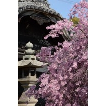 天寧寺の枝垂桜