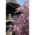 天寧寺の枝垂桜