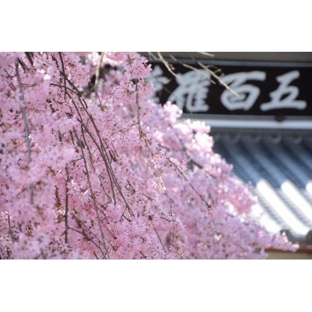 天寧寺の枝垂桜