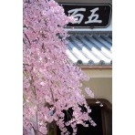 天寧寺の枝垂桜