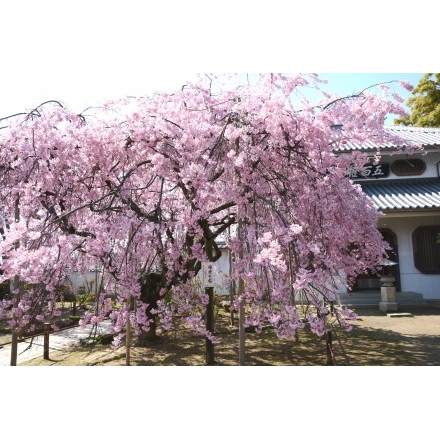 天寧寺の枝垂桜