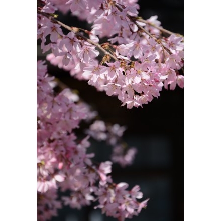 天寧寺の枝垂桜