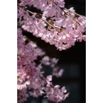 天寧寺の枝垂桜