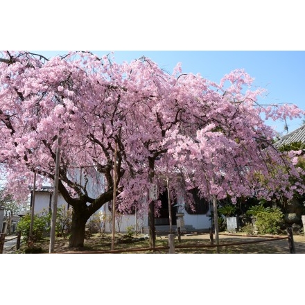 天寧寺の枝垂桜