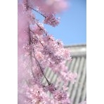 天寧寺の枝垂桜