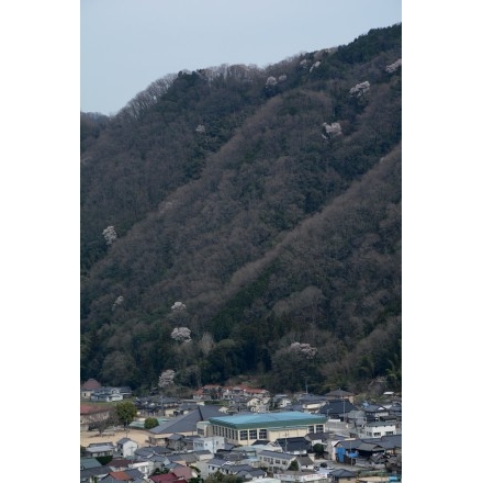 御調の春風景