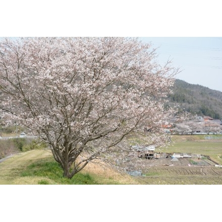 御調町の桜風景 写真詳細