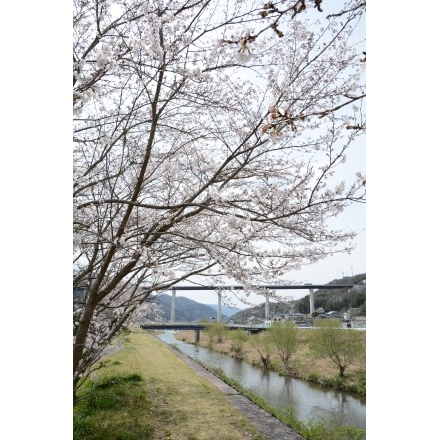 御調町の桜風景