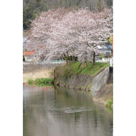 御調町の桜風景