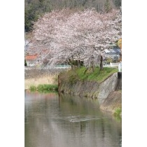 御調町の桜風景