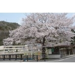 御調町の桜風景