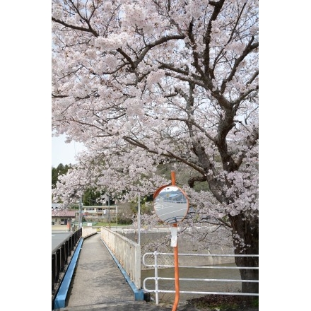 御調町の桜風景