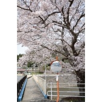 御調町の桜風景