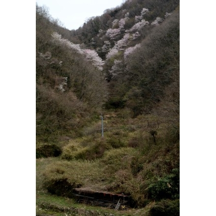 御調町の桜風景