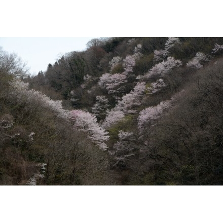 御調町の桜風景