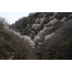 御調町の桜風景