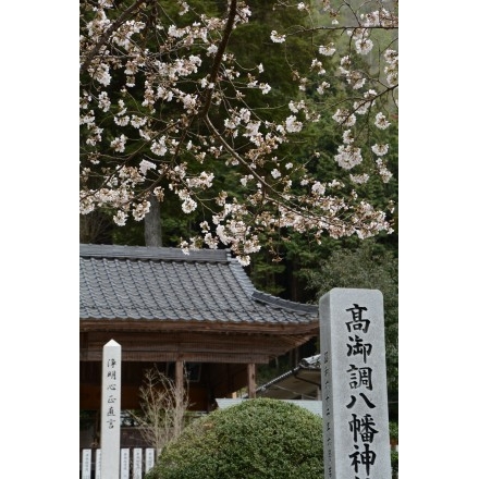 高御調八幡神社の桜