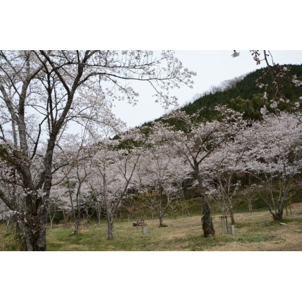 高御調八幡神社の桜