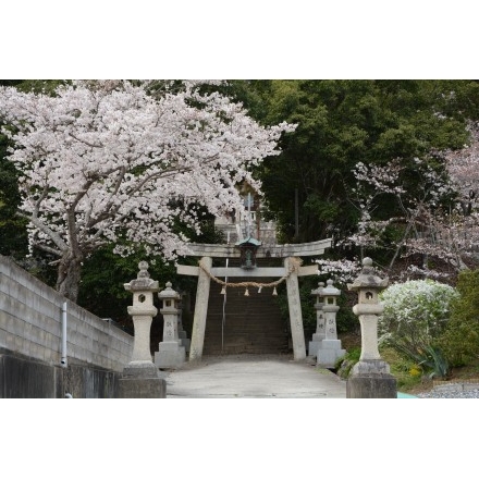 三成八幡神社の桜