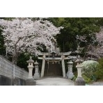 三成八幡神社の桜
