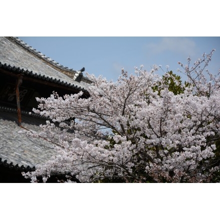 慈観寺の桜