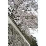 宗重院の桜