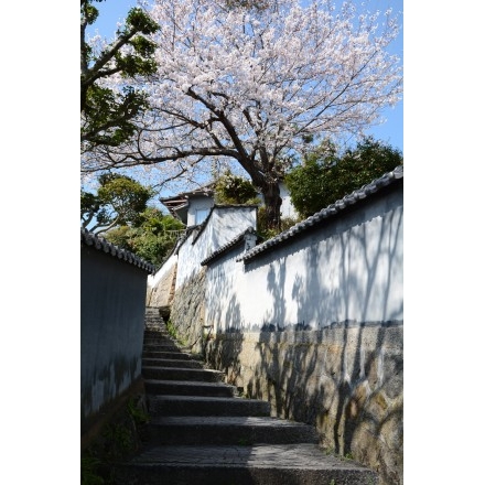 天寧寺坂の桜風景