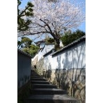 天寧寺坂の桜風景