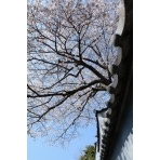 天寧寺坂の桜風景