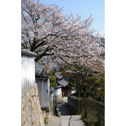 天寧寺坂の桜風景