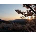 千光寺公園の桜と夕景