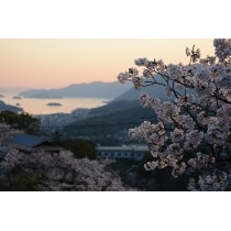 千光寺公園の桜と夕景