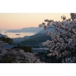 千光寺公園の桜と夕景