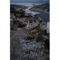 千光寺公園の桜と夕景