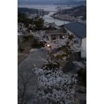 千光寺公園の桜と夕景